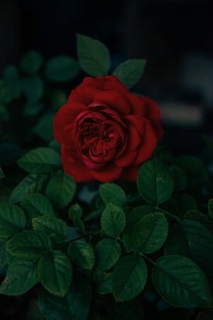 Rose ancienne